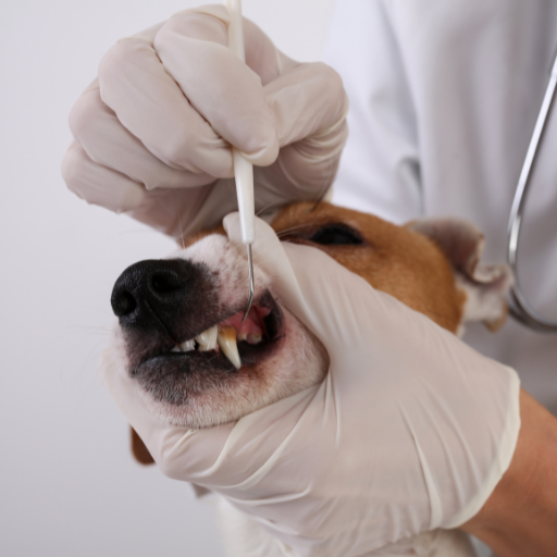 dog getting teeth cleaned