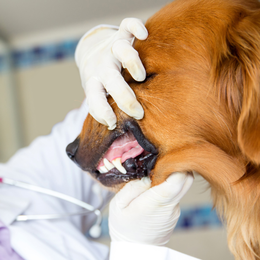 dog getting teeth looked at by vet