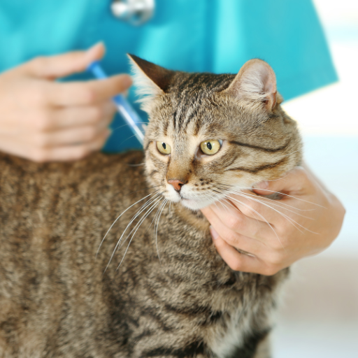 cat getting vaccination