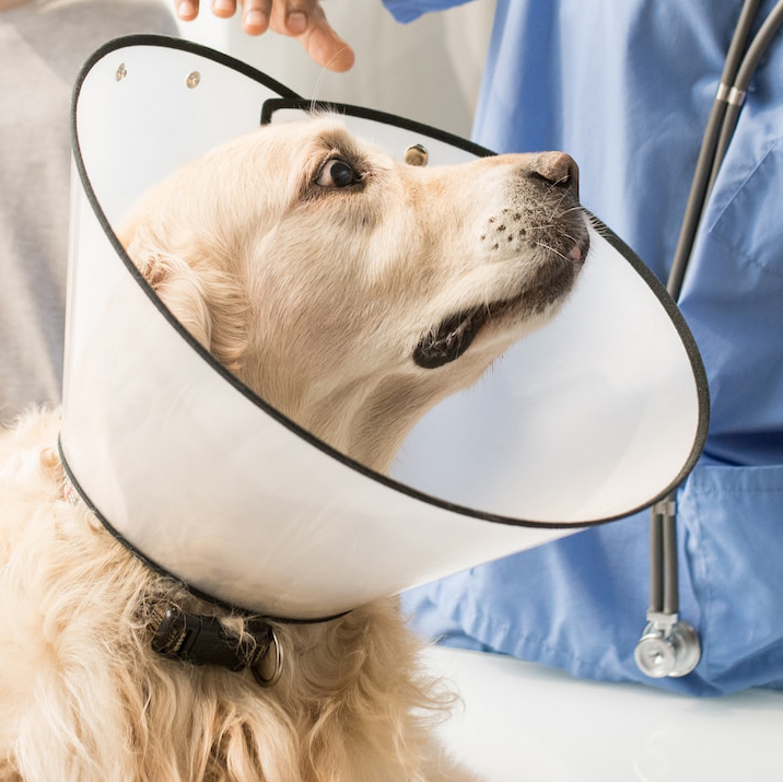 diagnostic exam on dog with cone
