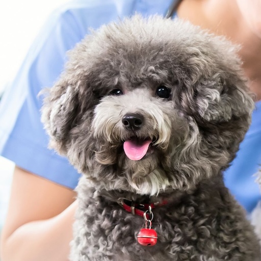 fluffy gray dog wearing red collar and sitting in front of veterinarian