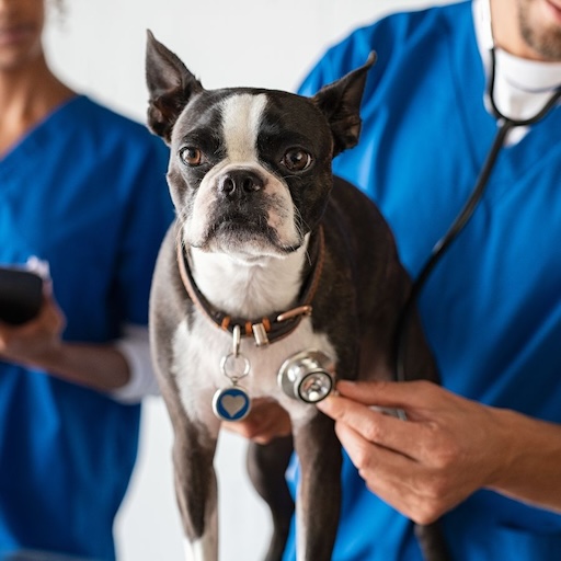 a black and white dog being examined by a veterinarian