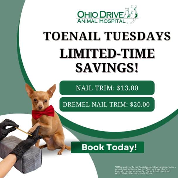 Toenail Tuesdays Graphics