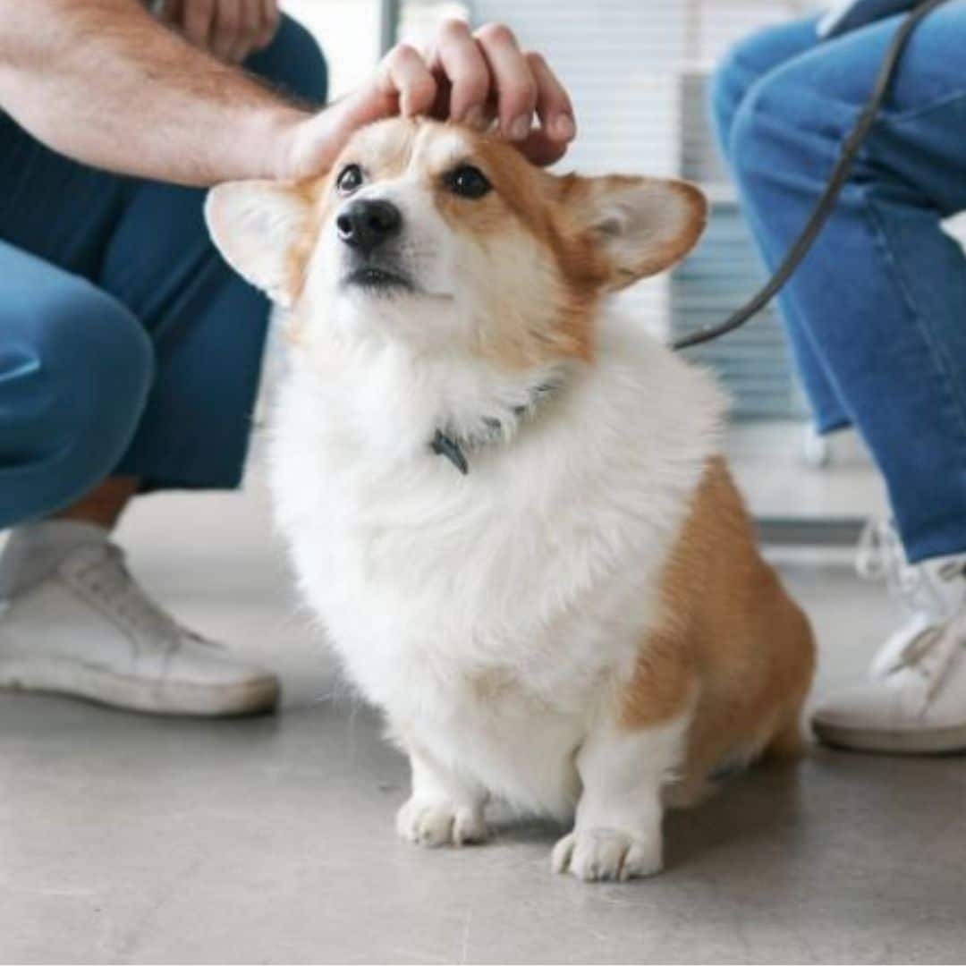A dog in a clinic settings