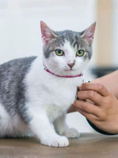 A cat being examined by a vet