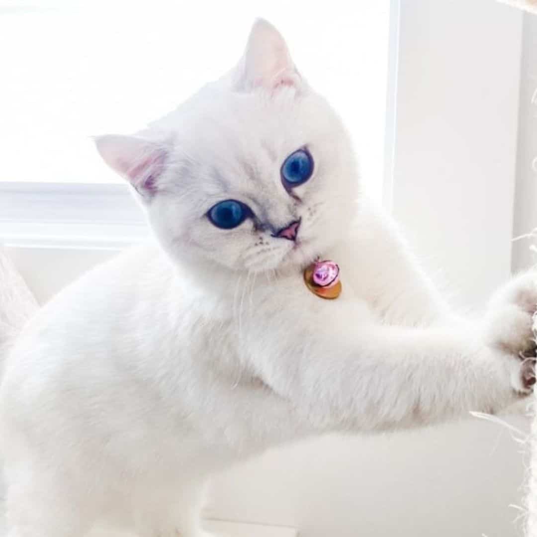 A white cat with striking blue eyes stretches upward to make contact with a scratching post