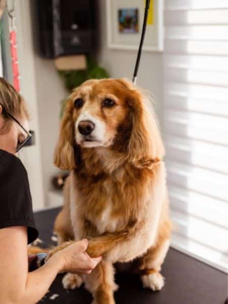 Woman trims a dog nail